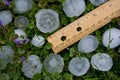 Hailstones from Severe Summer Storm Royalty Free Stock Photo